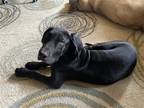 Adopt Rumor a Great Dane / Mixed dog in Fenton, MO (39176308)