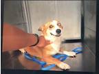Adopt 54117203 a Tan/Yellow/Fawn Corgi / Mixed dog in Mesquite, TX (39176147)