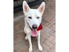 Adopt 54117377 a White German Shepherd Dog / Mixed dog in Mesquite
