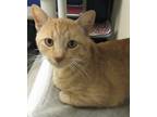 Adopt Walkman a Orange or Red Tabby Domestic Shorthair (short coat) cat in