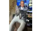 Adopt Channel Coco and Orion a Tiger Striped Tabby / Mixed (short coat) cat in
