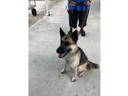 Adopt Daphne a Tan/Yellow/Fawn German Shepherd Dog / Mixed dog in New Smyrna