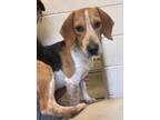 Adopt Jimbo a White Beagle / Mixed dog in Barco, NC (39117574)