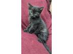 Adopt Aspen a Black (Mostly) Domestic Shorthair (short coat) cat in Parsons