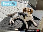 Adopt BARRY a Brown/Chocolate - with Black Beagle / Mixed dog in New York