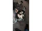 Adopt Jasper a Siberian Husky / Mixed dog in Baltimore, MD (39176090)