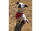 Adopt Snoopy a White American Pit Bull Terrier / Mixed dog in Gainesville