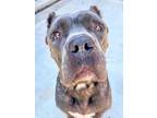 Adopt Diesel a Brindle Cane Corso / Mixed dog in Blackwood, NJ (39160534)