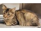 Adopt Princess a Brown Tabby Domestic Shorthair (short coat) cat in Georgetown