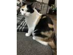 Adopt Kelly a Calico or Dilute Calico Calico / Mixed (short coat) cat in Parma