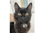 Adopt Cher a Domestic Mediumhair / Mixed cat in Cranbrook, BC (39167483)