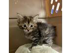 Adopt Lynx a Gray or Blue Domestic Shorthair / Mixed cat in Harrisonburg