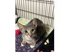 Adopt Magnolia a Domestic Shorthair / Mixed (short coat) cat in Tool