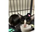 Adopt Willow a Domestic Shorthair / Mixed (short coat) cat in Tool