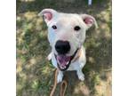 Adopt Ghost a White - with Tan, Yellow or Fawn American Pit Bull Terrier / Mixed