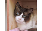 Adopt Jay a White Snowshoe / Domestic Shorthair / Mixed cat in San Francisco