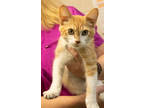 Adopt Hamlet a Orange or Red Domestic Shorthair / Domestic Shorthair / Mixed cat
