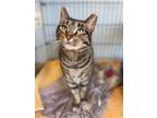 Adopt Ivy a Brown or Chocolate Domestic Shorthair / Domestic Shorthair / Mixed