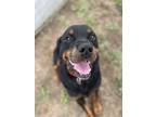 Adopt Packer a Black Rottweiler / Mixed dog in St. Catharines, ON (39171017)