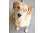 Adopt Charlie a Tan/Yellow/Fawn Labrador Retriever / Husky / Mixed dog in