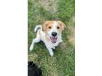 Adopt Phoebe a Tan/Yellow/Fawn Mixed Breed (Large) / Mixed dog in DeKalb