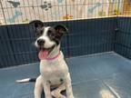 Adopt Jora a Black Australian Cattle Dog / Mixed dog in Chandler, AZ (39096835)