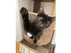 Adopt Thelma a All Black Domestic Shorthair / Domestic Shorthair / Mixed cat in