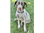 Adopt Jasmine a Brown/Chocolate German Shorthaired Pointer / Mixed dog in Red