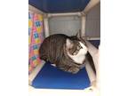 Adopt Tiny a Gray or Blue Domestic Mediumhair / Domestic Shorthair / Mixed cat