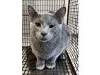Adopt Butterscotch a Gray or Blue Domestic Shorthair / Domestic Shorthair /
