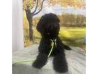 Adopt Julep a Black Poodle (Standard) / Mixed dog in Tangent, OR (39175840)