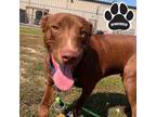 Adopt Turner a Brown/Chocolate Labrador Retriever / Mixed dog in Tangent
