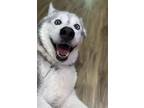 Adopt Luna a Gray/Silver/Salt & Pepper - with Black Husky / Mixed dog in