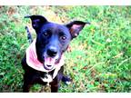 Adopt Harley a Black Labrador Retriever / Pit Bull Terrier / Mixed dog in