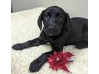Adopt Donna a Labrador Retriever / Mixed dog in Neillsville, WI (39153456)