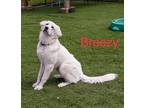 Adopt Breezy a Great Pyrenees / Mixed dog in Dalton, GA (39159202)