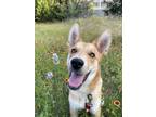 Adopt Lazlo a Tan/Yellow/Fawn German Shepherd Dog / Husky / Mixed dog in Austin