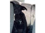 Adopt Smurf a Black Labrador Retriever / Mixed dog in Norfolk, MA (39155740)