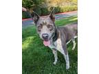 Adopt Owen a American Pit Bull Terrier / Australian Cattle Dog / Mixed dog in