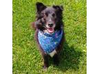 Adopt Coco a Border Collie / Mixed dog in Des Moines, IA (39175785)