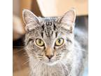 Adopt Cher -- Bonded Buddy With Stevie a Domestic Shorthair / Mixed cat in Des
