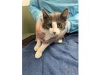 Adopt Holly a Domestic Mediumhair / Mixed cat in Squamish, BC (39175769)