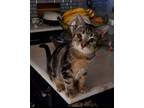 Adopt Dia a Gray, Blue or Silver Tabby American Shorthair / Mixed cat in West