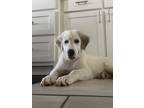 Adopt Kate a White Great Pyrenees / Anatolian Shepherd / Mixed dog in Chatham