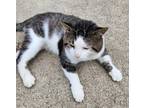 Adopt Frank (Friendly) a Brown Tabby American Shorthair (medium coat) cat in