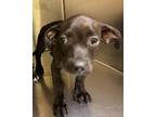 Adopt Ducky a Dachshund / Mixed dog in Norman, OK (39175742)