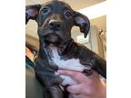 Adopt Raptor a Dachshund / Mixed dog in Norman, OK (39175740)