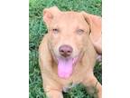 Adopt Deron a Tan/Yellow/Fawn Boxer / Labrador Retriever / Mixed dog in Norfolk