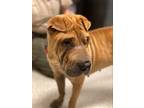 Adopt Grace a Tan/Yellow/Fawn Shar Pei / Mixed dog in Lake Forest, CA (39167655)