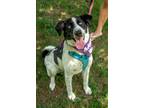 Adopt Krystal (Foster-to-Adopt) a White - with Black Collie / Mixed Breed